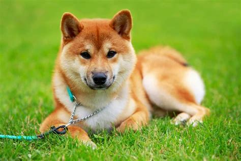 shiba inu photography|16,300+ Shiba Inu Stock Photos, Pictures & Royalty。